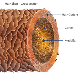 Hair Strand Make Up